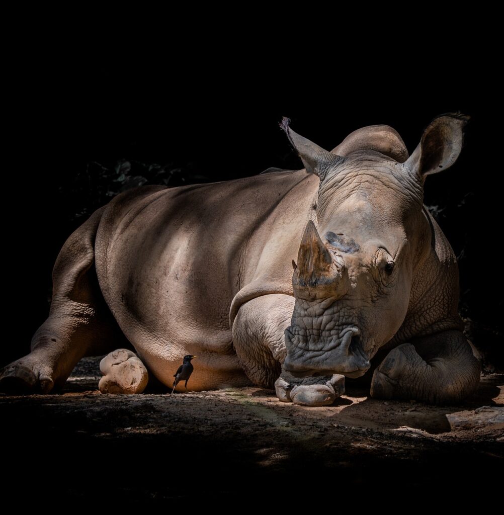 Focus Group Focus Foundation Rhino